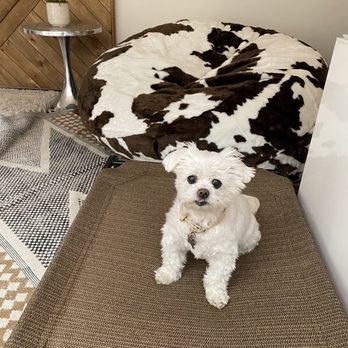 TrueCare for pets - Veterinarians Near Me - Studio City, California TrueCare for pets - Veterinarians Near Me - Studio City, California