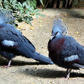 National Aviary - Victoria Crowned Pigeons (New Guinea). - Zoos Near Me - Pittsburgh, Pennsylvania National Aviary - Victoria Crowned Pigeons (New Guinea). - Zoos Near Me - Pittsburgh, Pennsylvania