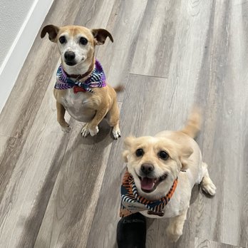 PetSmart Doggie Day Camp - Jumping daisy. - Pet Stores Near Me - Glendale, Arizona PetSmart Doggie Day Camp - Jumping daisy. - Pet Stores Near Me - Glendale, Arizona