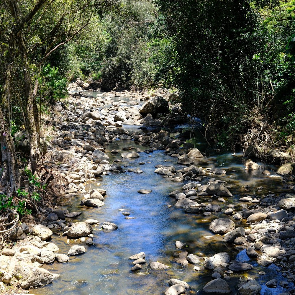 KOS Tours - Waimea Valley (The Heart of the Island) - Tours Near Me - Honolulu, Hawaii KOS Tours - Waimea Valley (The Heart of the Island) - Tours Near Me - Honolulu, Hawaii