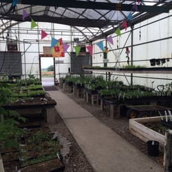 Naturally Native Nursery - Inside the greenhouse