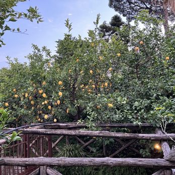 I Giardini di Cataldo - Organic Stores Near Me - Sorrento, NA I Giardini di Cataldo - Organic Stores Near Me - Sorrento, NA