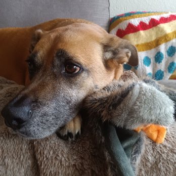 Sun Valley Pet Hospital - Sadie - Veterinarians Near Me - Concord, California