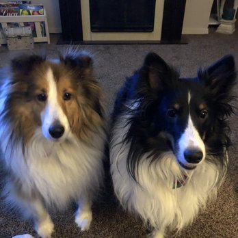 Steinman's Bed & Biscuit - Olie and Eli! - Pet Sitting Near Me Steinman's Bed & Biscuit - Olie and Eli! - Pet Sitting Near Me
