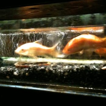 Yoon Sushi - Love the fish tank under the bar - Sushi Bars Near Me - Canton, Georgia