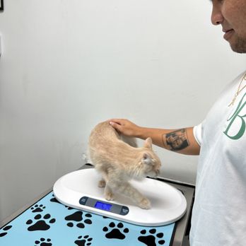 Eco Deco Pet Hospital - O'Malley in the weighing scale - Veterinarians Near Me - Miami Beach, Florida Eco Deco Pet Hospital - O'Malley in the weighing scale - Veterinarians Near Me - Miami Beach, Florida