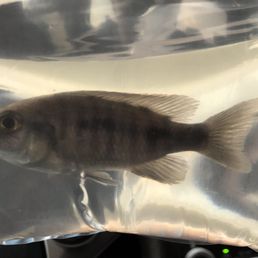 Female cichlid Female cichlid