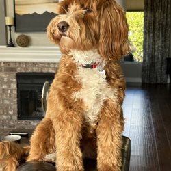 Granite Bay Paw Spa