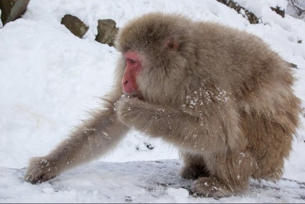 Jigokudani Yaen-Koen by null