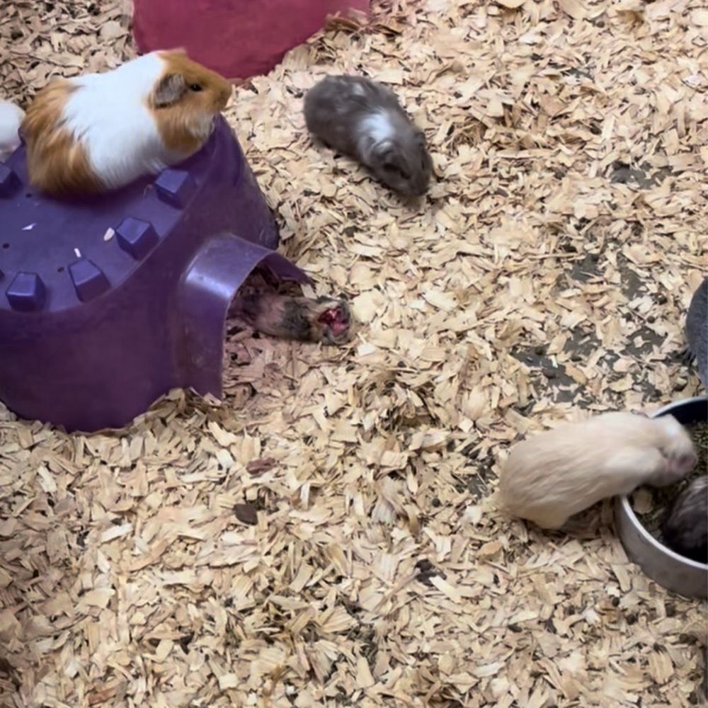 Pets & Pals - DEAD GUINEA PIG THAT WAS MAULED BY THE SHOP CAT THAT THEY ALLOW TO ROAM BECAUSE THEY'RE NEGLECTFUL AND TAKE NO ACCOUNTABILITY - Pet Stores Near Me - Albany, Georgia