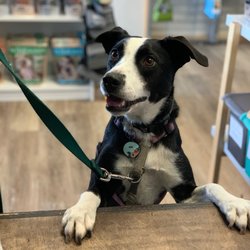 Wishbone Pet Company