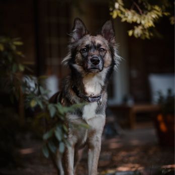 Modern Dog Training Co - Pet Training Near Me