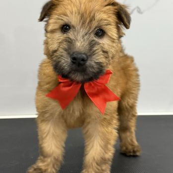 All 4 Dogs Grooming - Haggi first bath! - Pet Groomers Near Me - Northbrook, Illinois All 4 Dogs Grooming - Haggi first bath! - Pet Groomers Near Me - Northbrook, Illinois