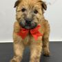 Photo of All 4 Dogs Grooming