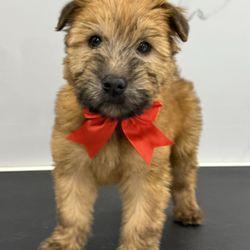 All 4 Dogs Grooming