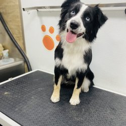 East Lansing Community | Can anyone recommend a good mobile dog groomer ...