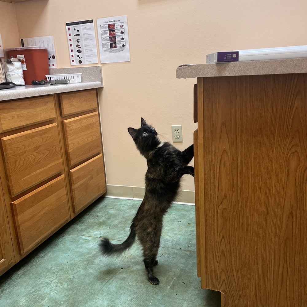 Eevee exploring Eevee exploring