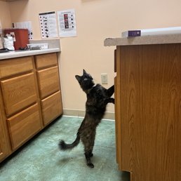 Eevee exploring Eevee exploring