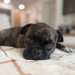San Clemente Veterinary Hospital - Nugget AFTER cherry eye surgery which was completed by Dr. Gold.