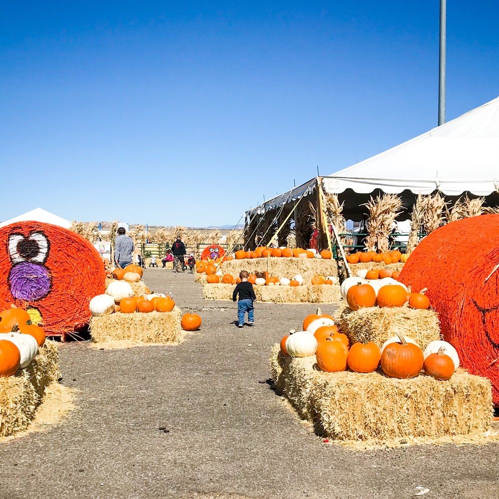 Galloping Goat Pumpkin Patch - Looking north toward the entrance from the pumpkin patch area. - Pumpkin Patches Near Me - Rio Rancho, New Mexico