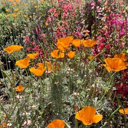 Black Point Historic Gardens