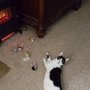 Photo of Jen's Furiends