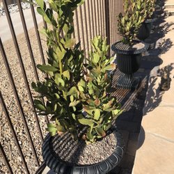 Steve Allen Landscaping