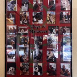 Cafe Marzocca - Dogs of Marzocca