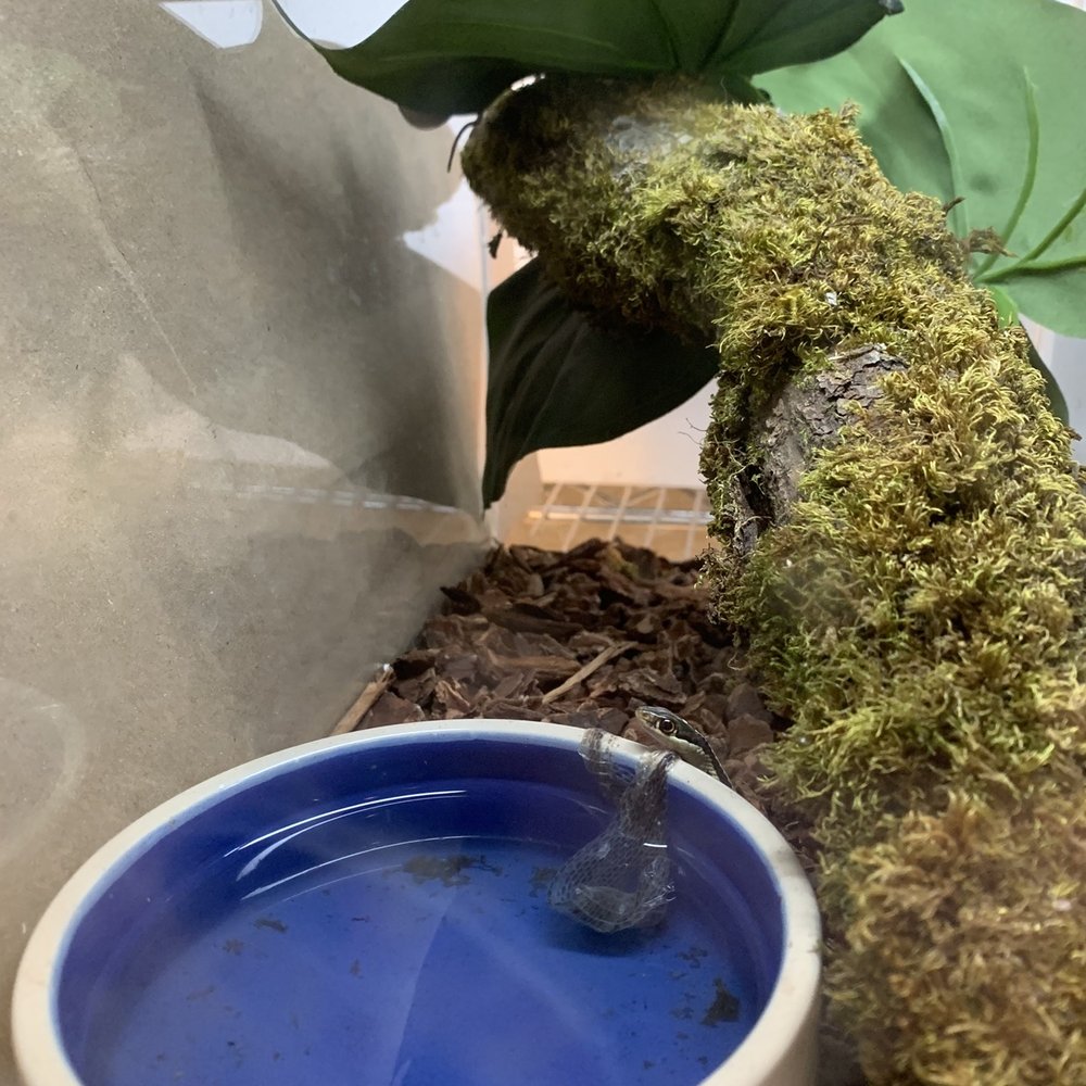 Beast Pets & Supplies - Ribbon snake - Reptile Shops Near Me - Spring Valley, California Beast Pets & Supplies - Ribbon snake - Reptile Shops Near Me - Spring Valley, California