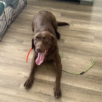 Patron K9 Academy - Enrolled our 8-month old chocolate lab for 4 weeks board and training. - Pet Training Near Me
