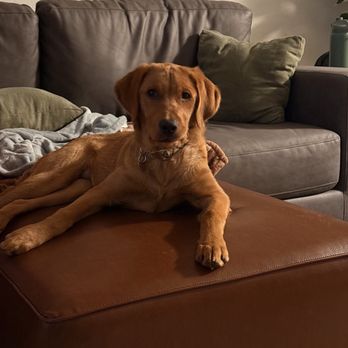 Curem Veterinary Care - Ginger. Loved her fiercely for 6 months! - Veterinarians Near Me - Mesa, Arizona Curem Veterinary Care - Ginger. Loved her fiercely for 6 months! - Veterinarians Near Me - Mesa, Arizona