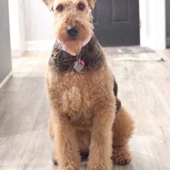 Lacy Media - Pet Photos - Pet Photography Near Me - Lynchburg, Virginia Lacy Media - Pet Photos - Pet Photography Near Me - Lynchburg, Virginia