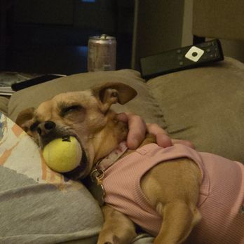 Shampooch A Doggie Day Spa - 7 year old Chihuahua, permanently rescued last October 2024 - Pet Groomers Near Me - Tuckerton, New Jersey Shampooch A Doggie Day Spa - 7 year old Chihuahua, permanently rescued last October 2024 - Pet Groomers Near Me - Tuckerton, New Jersey