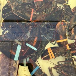 Lobster tank