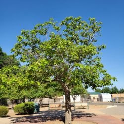 Columbus Park