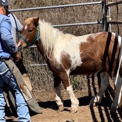 Mario Agular Horse Farrier - Out grown hoof!