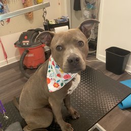 Dog
