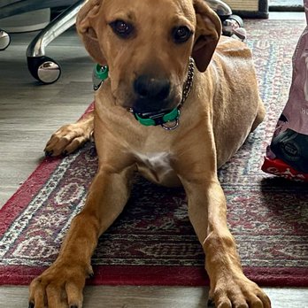 Pro-Train Innovative Dog Training - Obi - Pet Training Near Me - Vista, California