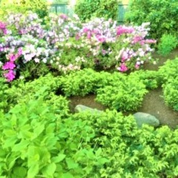 AJ's Landscapes - a garden with a variety of flowers - Landscaping Near Me AJ's Landscapes - a garden with a variety of flowers - Landscaping Near Me
