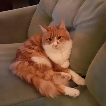 PAWS Veterinary Center - Take me home to my house so I can get back to my job. I am an Emotional Support Kitty for my mama. Dawn.olsen@yahoo.com - Veterinarians Near Me - Tucson, Arizona