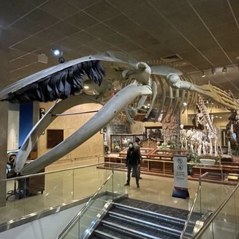 Milwaukee Public Museum - Whale - Museums Near Me - Milwaukee, Wisconsin Milwaukee Public Museum - Whale - Museums Near Me - Milwaukee, Wisconsin