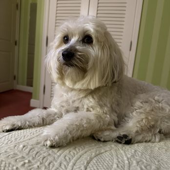 Clip Joint - Beauty rest. - Pet Groomers Near Me - West Palm Beach, Florida Clip Joint - Beauty rest. - Pet Groomers Near Me - West Palm Beach, Florida