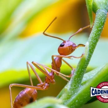 Cadenhead Services Pest Control - Pest Control Near Me - Crestview, Florida