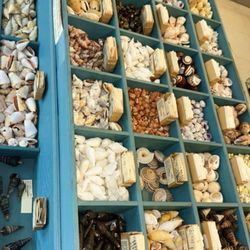 Stories In Stones - Seashells! I even found a shark tooth!