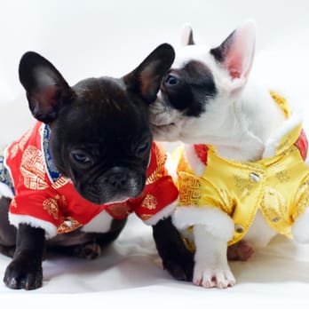 Paw Palace - Pet Groomers Near Me - Vancouver, British Columbia