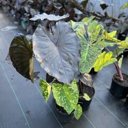 Brownswood Nursery & Landscape - Various elephant ear varieties