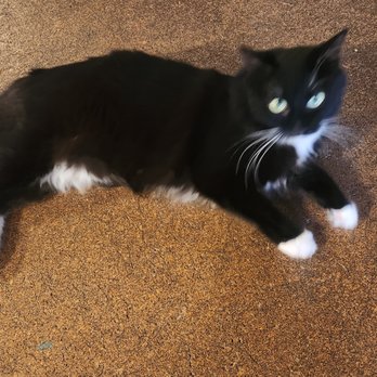 The Cat Cafe - Coffee & Tea Near Me - San Diego, California The Cat Cafe - Coffee & Tea Near Me - San Diego, California