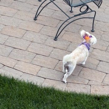 Spawlash Pet Salon - Pet Groomers Near Me - Northglenn, Colorado Spawlash Pet Salon - Pet Groomers Near Me - Northglenn, Colorado