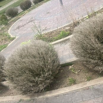 Leon's Greenview - The dead boxwood shrubs - Landscaping Near Me - Tillsonburg, Ontario