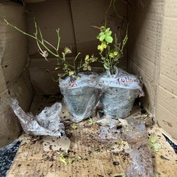 Plants packed on their side this is the box turned on its side